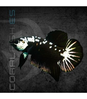 Betta Macho Plakat Media Luna Samurai Negro | Betta splendens