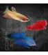 Betta Hembra splendens 3-4 cm | Betta splendens