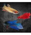 Betta Hembra splendens 3-4 cm | Betta splendens