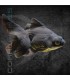 Telescópico Negro 4-5cm | Carassius auratus