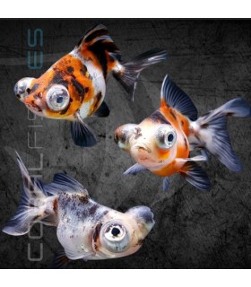 Telescópico Cálico 4-5 cm | Carassius auratus
