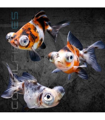 Telescópico Cálico 4-5 cm | Carassius auratus