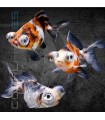 Telescópico Cálico 4-5 cm | Carassius auratus