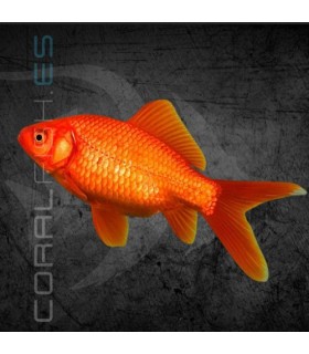 Cometa Rojo 4-5 cm | Carassius auratus