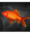 Cometa Rojo 4-5 cm | Carassius auratus