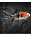 Cometa Shubunkin 4-7cm | Carassius auratus