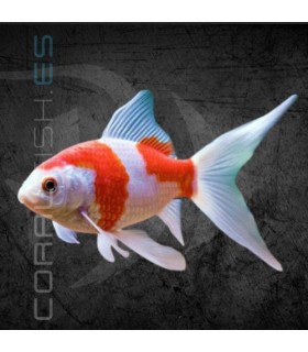 Cometa Sarasa 4-6cm | Carassius auratus