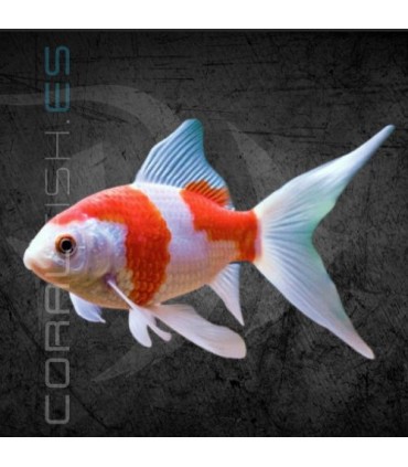 Cometa Sarasa 4-6cm | Carassius auratus