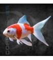 Cometa Sarasa 4-6cm | Carassius auratus