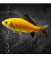 Cometa Amarillo 5-6 cm | Carassius auratus