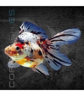 Ryukin Surtido 4-5cm | Carassius auratus