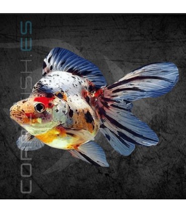 Ryukin Surtido 4-5cm | Carassius auratus
