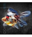 Ryukin Surtido 4-5cm | Carassius auratus