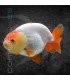 Ranchu Surtido 4-5cm | Carassius auratus