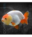 Ranchu Surtido 4-5cm | Carassius auratus