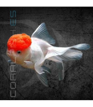 Boina Roja 4-5cm | Carassius auratus