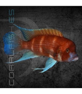 Cíclido Frontosa Rojo 4-5 cm | Cyphotilapia frontosa