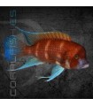 Cíclido Frontosa Rojo 4-5 cm | Cyphotilapia frontosa