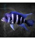 Cíclido Frontosa 4-5 cm | Cyphotilapia frontosa