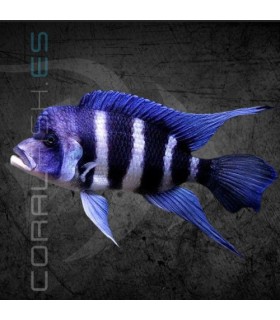 Cíclido Frontosa 4-5 cm | Cyphotilapia frontosa