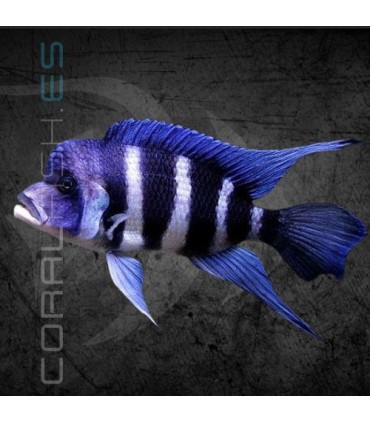 Cíclido Frontosa 4-5 cm | Cyphotilapia frontosa