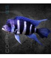 Cíclido Frontosa 4-5 cm | Cyphotilapia frontosa
