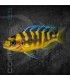 Pseudotropheus Crabro 4-6 cm | Pseudotropheus sp.