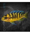 Pseudotropheus Crabro 4-6 cm | Pseudotropheus sp.