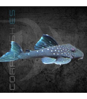 L128 Hemiancistrus Blue Phantom 3-4 cm | Hemiancistrus Sp.