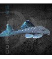 L128 Hemiancistrus Blue Phantom 3-4 cm | Hemiancistrus Sp.