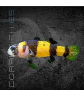 Pez Gobio Avispa 2 cm | Brachygobius xanthozona