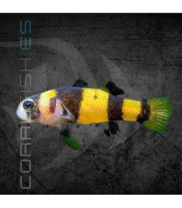 Pez Gobio Avispa 2 cm | Brachygobius xanthozona