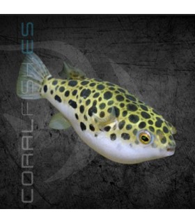 Pez Globo Leopardo 4 cm | Tetraodon fluviatilis