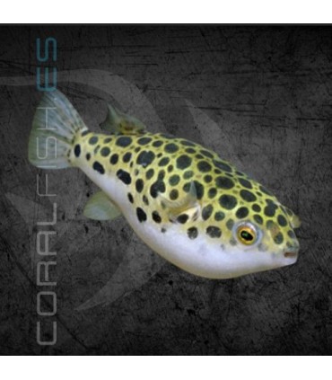 Pez Globo Leopardo 4 cm | Tetraodon fluviatilis