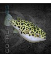 Pez Globo Leopardo 4 cm | Tetraodon fluviatilis