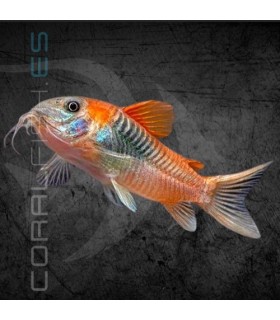 Corydora Orange Venezuela 2.5-3 cm | Corydoras aeneus