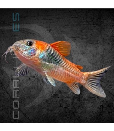 Corydora Orange Venezuela 2.5-3 cm | Corydoras aeneus