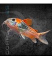 Corydora Orange Venezuela 2.5-3 cm | Corydoras aeneus