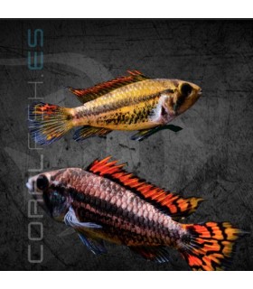 Cíclido Enano Cacatúa Doble Rojo 4-5cm | Apistogramma