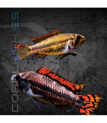 Cíclido Enano Cacatúa Doble Rojo 4-5cm | Apistogramma
