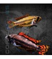 Cíclido Enano Cacatúa Doble Rojo 4-5cm | Apistogramma cacatuoides