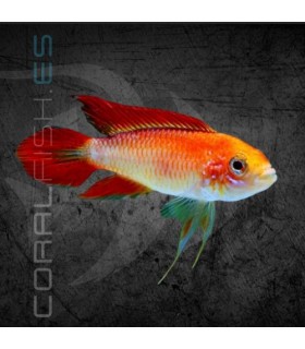 Apistograma agassizii Rojo Fuego 3.5-4.5 cm | Apistogramma