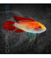 Apistograma agassizii Rojo Fuego 3.5-4.5 cm | Apistogramma agassizii