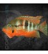 Boca de Fuego 4-5 cm | Cichlasoma meeki
