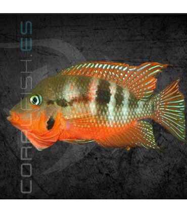 Boca de Fuego 4-5 cm | Cichlasoma meeki