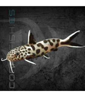 Pez Gato Moteado 3.5 cm | Synodontis petricola