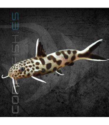 Pez Gato Moteado 3.5 cm | Synodontis petricola