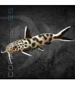 Pez Gato Moteado 3.5 cm | Synodontis petricola