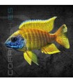 Aulonocara baenschi 8-10 cm | Aulonocara baenschi