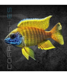 Aulonocara baenschi 5 cm | Aulonocara baenschi